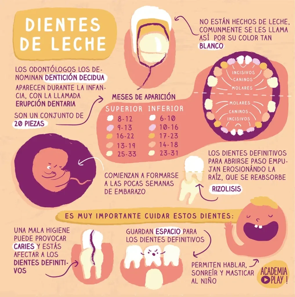 Dientes de leche