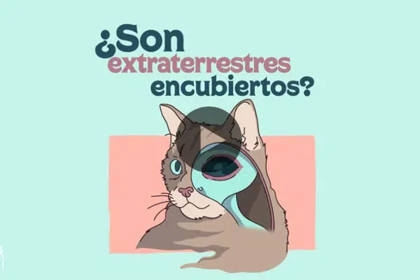 ¿Por qué nos gusta ver vídeos de gatos en internet?